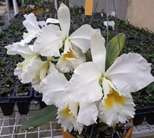 Cattleya  mossiae fma. alba