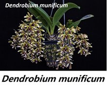 Дендробиум (Dendrobium munificum)(1236)