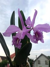 Cattleya mendelii x C mossiae