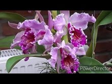 Cattleya Vestalis (Cattleya dowiana x Cattleya maxima)