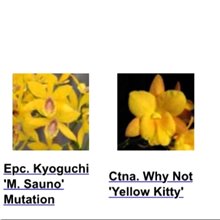 Каттлея (Epc. Kyoguchi 'M. Sauno' Mutation x Ctna. Why Not 'Yellow Kitty')(978)
