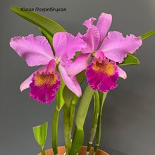 Cattleya Maggie Raphael probably purple