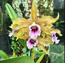 Laelia tenebrosa ( selecta x dark color )(S7019)