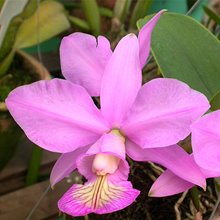 Каттлея (Cattleya nobilior tipo)(748)