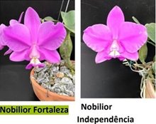 Каттлея (Cattleya NOBILIOR FORTALEZA X NOBILIOR INDEPENDÊNCIA)(1141)