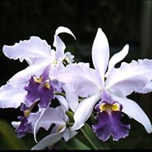 Каттлея (Cattleya warscewiczii (gigas) coerulea)(1159)