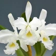 Cattleya warscewiczii alba x sib