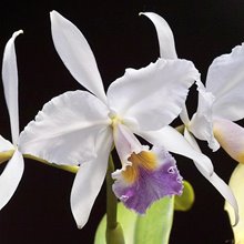 Каттлея (Cattleya gaskelliana caerulea x Cattleya schileriana caerulea) (916)