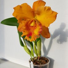 Rlc. Spanish Eyes