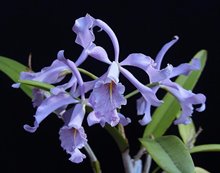 Каттлея (Cattleya Maxima caerulea x Cattleya Warnerii caerulea) (895)