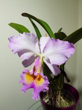 Cattleya Maggie Raphael (trianae concolor x dowiana )