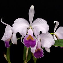 Каттлея (Cattleya trianae coerulea Pincelada Self ) (899)