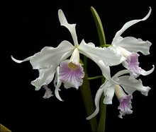 Laelia purpurata var. Canhanduba
