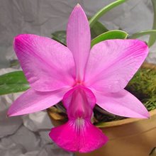 Каттлея (Cattleya walkeriana var. flammea 'Divina')(976)