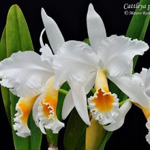 Каттлея (Cattleya percivaliana alba)(439)