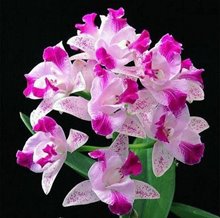 Cattleya Monte Elegante 新埔嘉德麗雅蘭