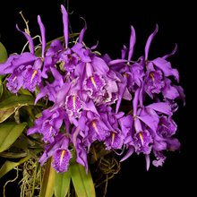 Каттлея (Cattleya Cattleya maxima 'Uzhupud')(1040)