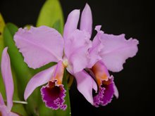 Cattleya percivaliana karen graff x summit