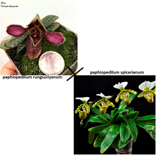 Пафиопе́дилум (paphiopedilum spicerianum x rungsuriyanum) (А-110)