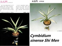 Цимбидиум (Cymbidium sinense Shi Men 石門)(1129)