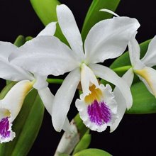 Каттлея (Cattleya jenmanii semi alba pincelada x self)(1162)