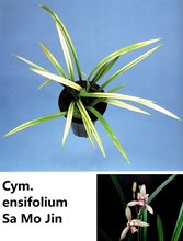 Цимбидиум (Cymbidium ensifolium Sa Mo Jin 蕯摩錦)(1128)