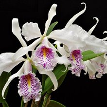 Каттлея (Cattleya Maxima semi alba x Maxima semi alba venosa) (893)