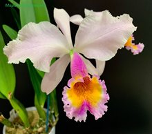 Cattleya Zephyr (C. schroederae x dowiana)