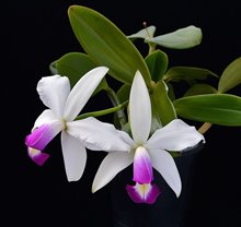 Cattleya  violacea var. semi-alba