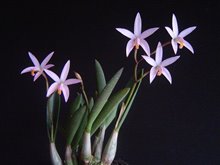 Laelia reginae