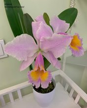 Cattleya Zephyr (C. schroederae x dowiana)