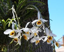 Дендробиум (Dendrobium bensoniae) (1337)
