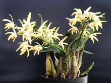 Дендробиум (Dendrobium speciosum)(1331)