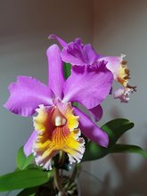 Cattleya harrisonae x C dowiana