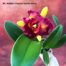 Blc. Nobile s Tropical Sunset Kinriu