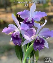 Cattleya Mishima Elf Blue Ocean (C. G. Roebling x walkeriana)