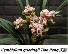 Цимбидиум (Cymbidium goeringii Tian Peng 天彭)(1132)