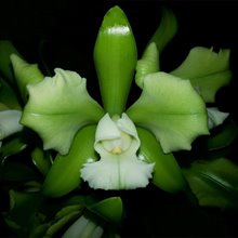 Каттлея (Cattleya leopoldii var. alba “Trilabelo”)(739)