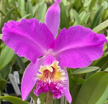 Каттлея (Cattleya lueddemanniana Rombito x 013)(1041)