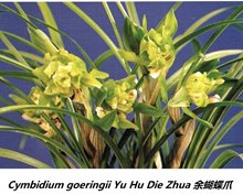 Цимбидиум (Cymbidium goeringii Yu Hu Die Zhua 余蝴蝶爪)(1133)