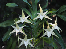 Angraecum sesquipedale