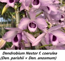 Дендробиум (Dendrobium Nestor f. coerulea (Den. parishii × Den. Anosmum))(1239)