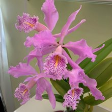 Каттлея (Cattleya maxima Peru)(1158)