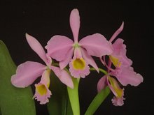 Cattleya eldorado f. concolor (Clori x BV)