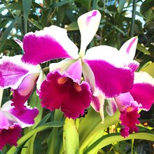 Cattleya skinneri var alba