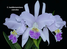 Cattleya Luedemaniana fma coerulea x sib