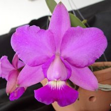 Каттлея (Cattleya walkeriana Tipo Maria Eduarda Cavasini x C.walkeriana Tipo Lago de furnas) (923)