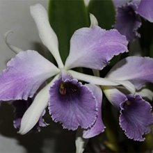 Каттлея (cattleya C. G. Roebling 'Blue Indigo' (C. gaskelliana × C. purpurata))(1008)