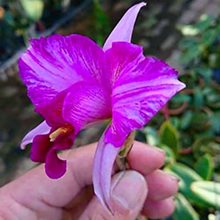 Лаелия (Laelia anceps disciplinata ( selecta x selecta ))(507)