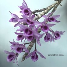 Дендробиум (Dendrobium nestor)(1330)